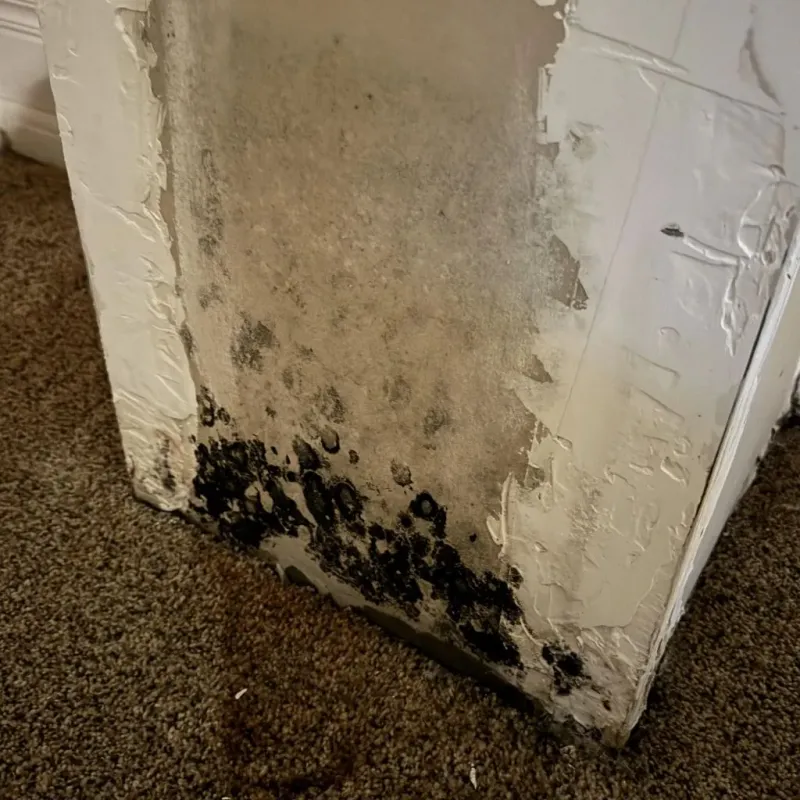 Professional Mold Removal in Anderson County, KS